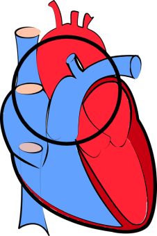  Perstemplinė ultragarsinė širdies ligų diagnostika
